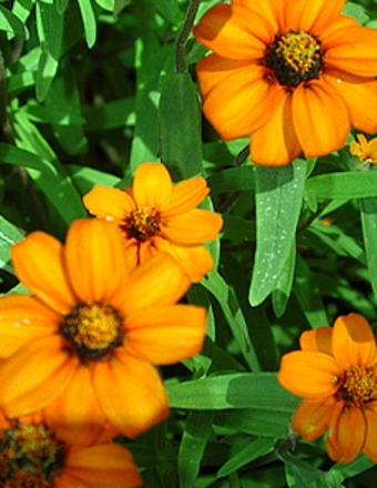 Victoria Maria Sanchez