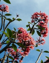 Marilynn Colebourn McCarthy